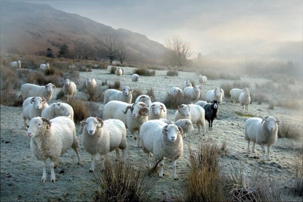 Waiting for the shepherd