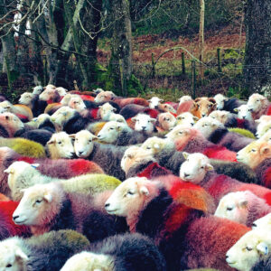 Gathered Herdwick Sheep