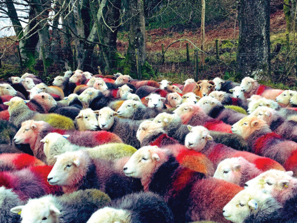 Gathered Herdwick Sheep