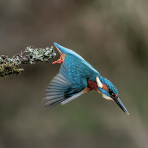 Kingfisher Diving