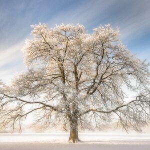 Frozen