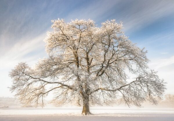 Frozen