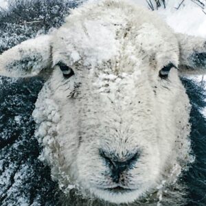 Herdwick Sheep