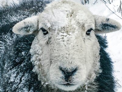 Herdwick Sheep