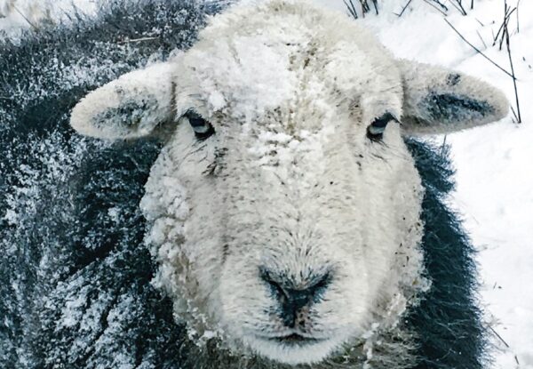 Herdwick Sheep