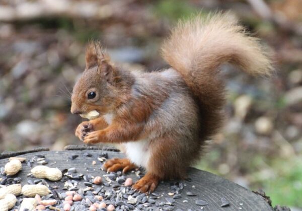 Red Squirrel on a log