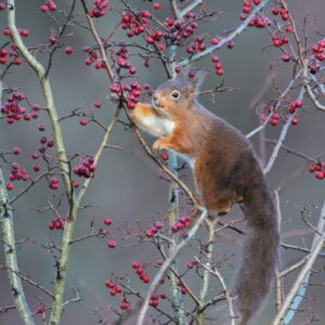 Squirrel Eating Berries