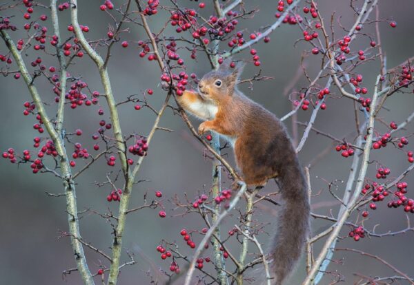 Squirrel Eating Berries