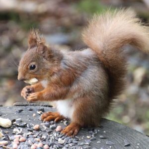 Red Squirrel on a Log Greetings Cards