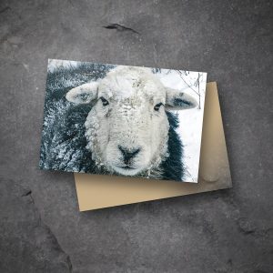 Herdwick sheep greetings cards on slate