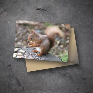 Red squirrel on a log greetings cards on slate